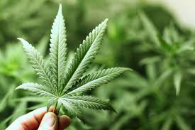 Amendment Added to Bill Improving Lab Oversight for Medical Marijuana