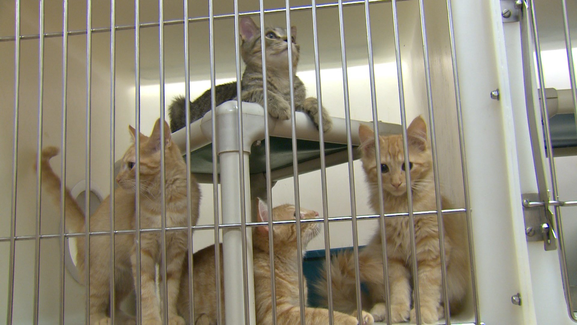 Erie News Now to Participate in Clear the Shelters