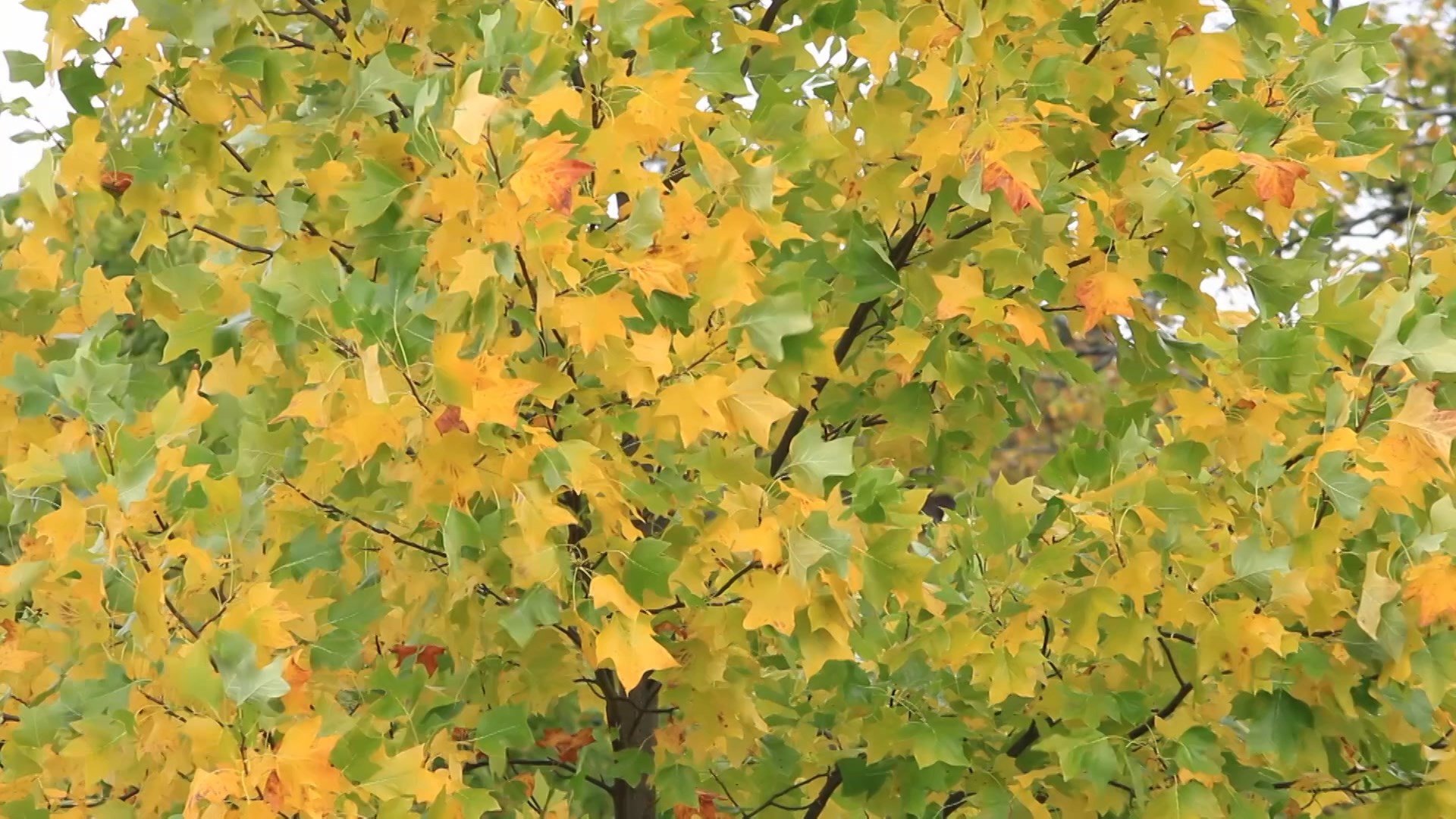 Foliage Starts to Change Colors in Northwestern Pennsylvania
