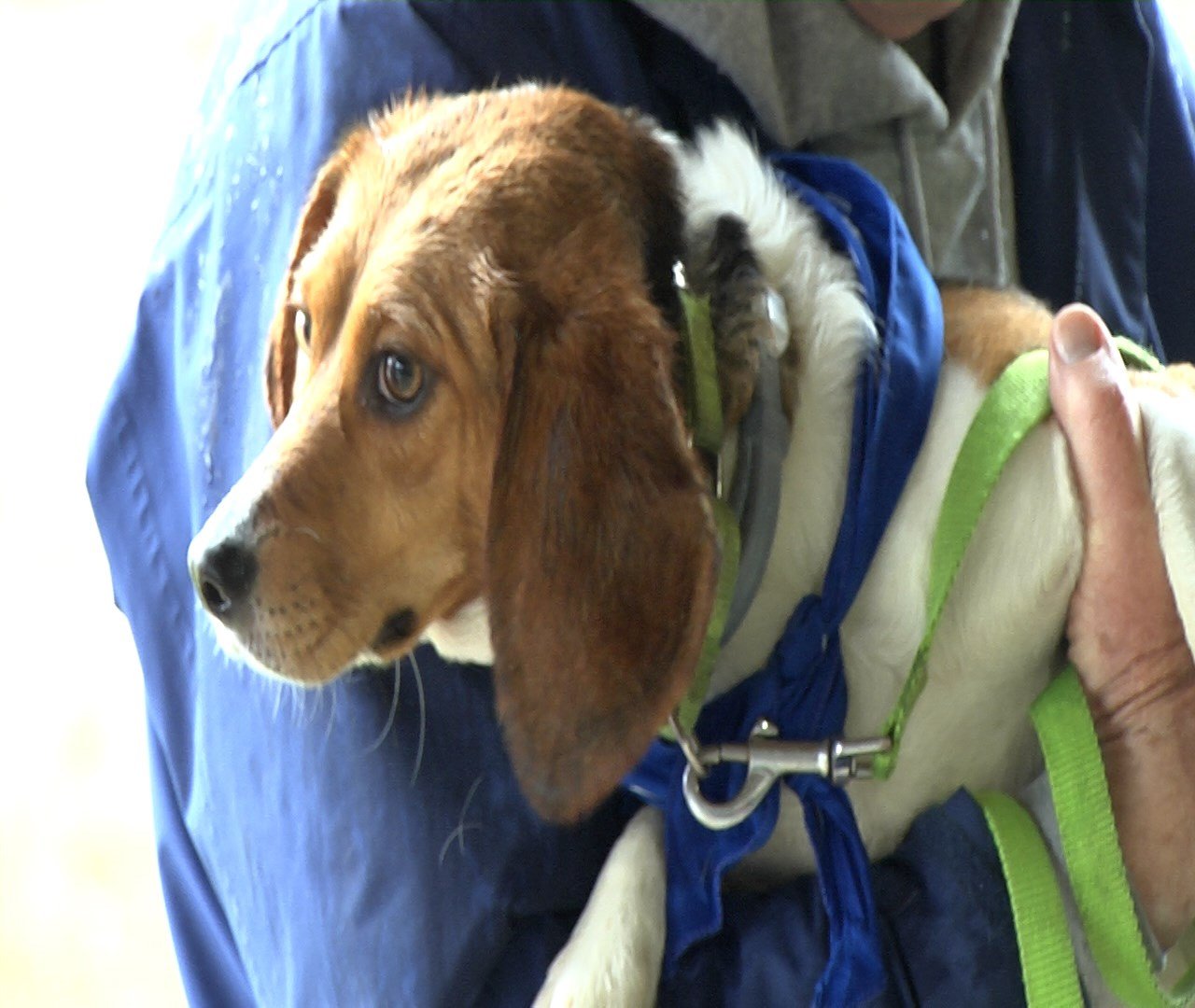 Beagles Reunited After Being Rescued from Testing Facility