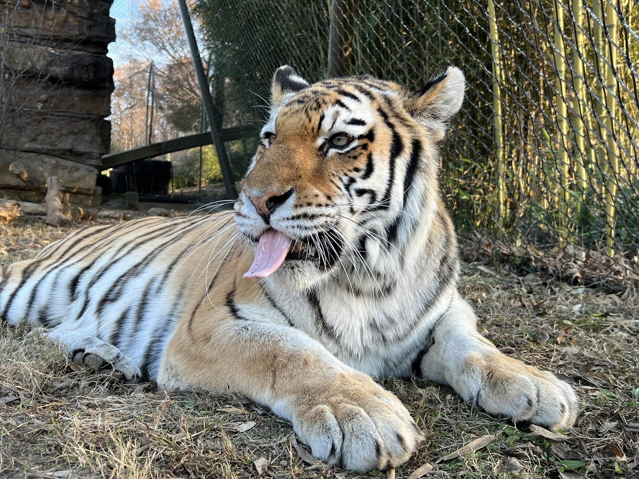 Erie Zoo to Welcome New Amur Tiger