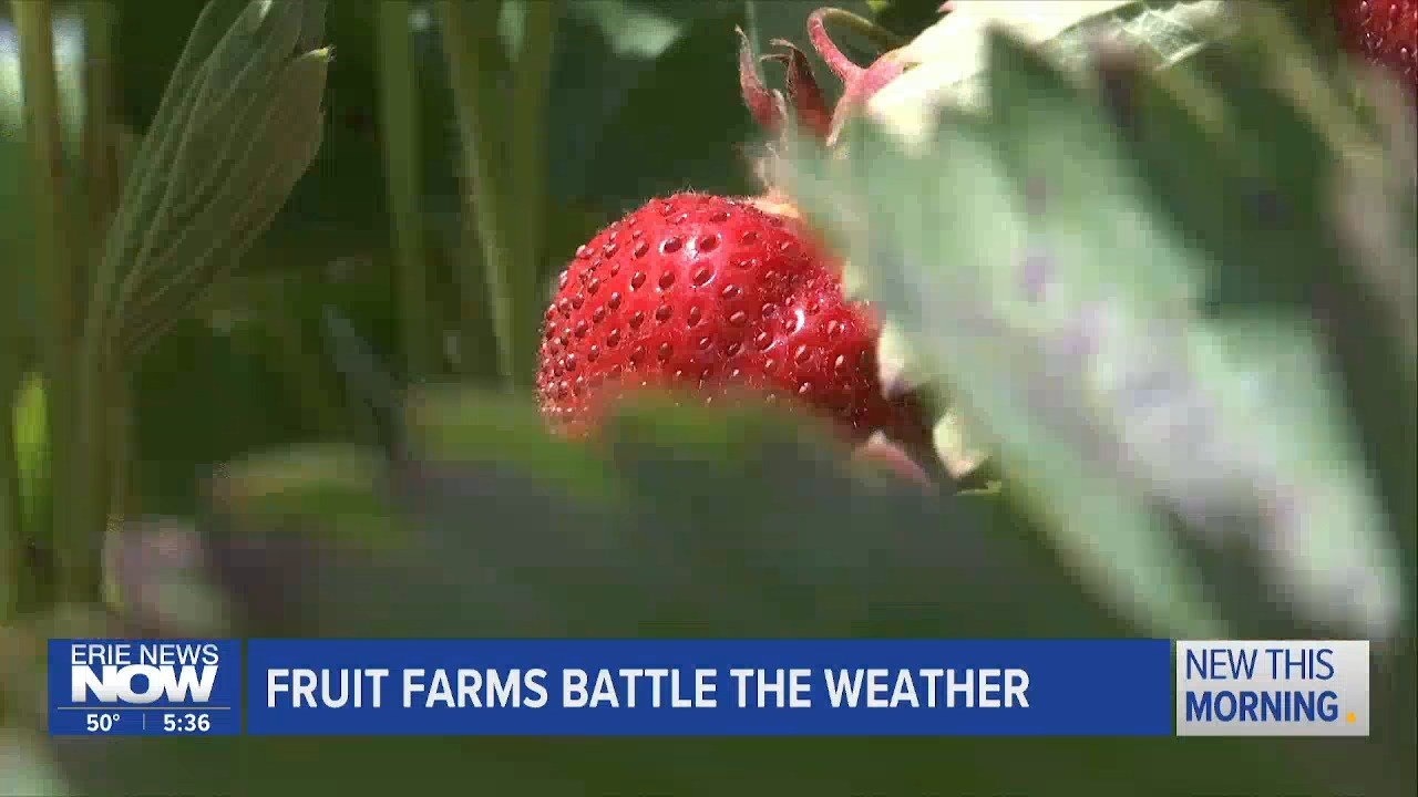 Fruit Farms Battle Late Frosts and No Rain