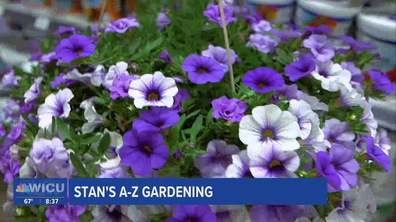 Stan's Gardening A-Z: The Best Plant Foods