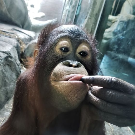 Erie Zoo Orangutans Back on Habitat, Otis Makes a Full Recovery