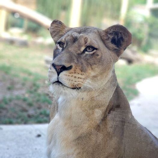 Erie Zoo's Lion Habitat Damaged by Rock, Lionesses Moved Indoors