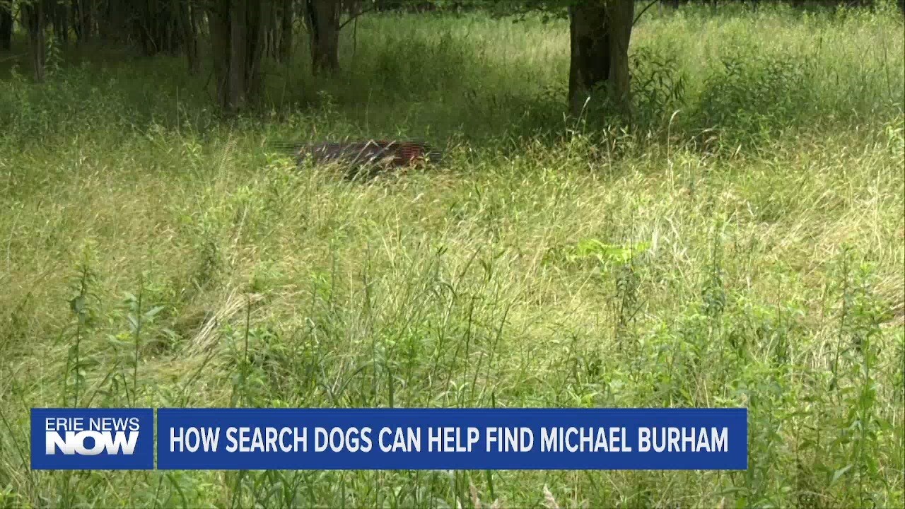 How Search Dogs Can Help Find Michael Burham