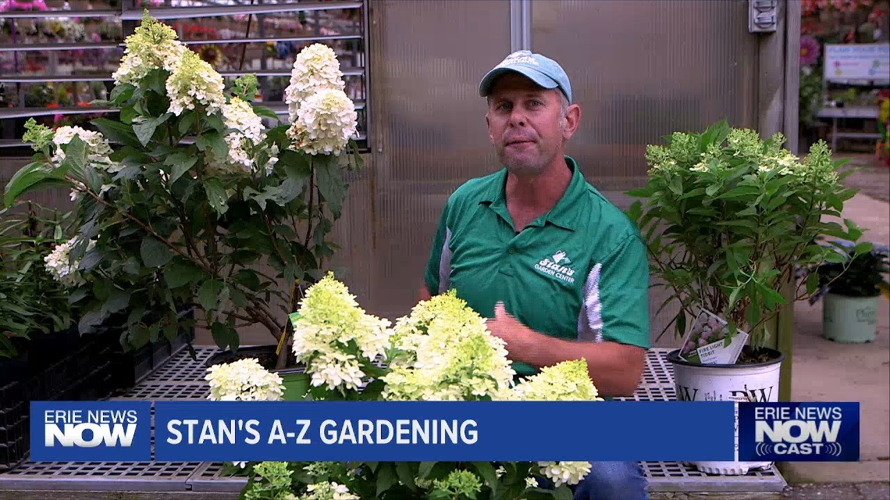 Stan's Gardening A-Z: Start of Hydrangea Fest