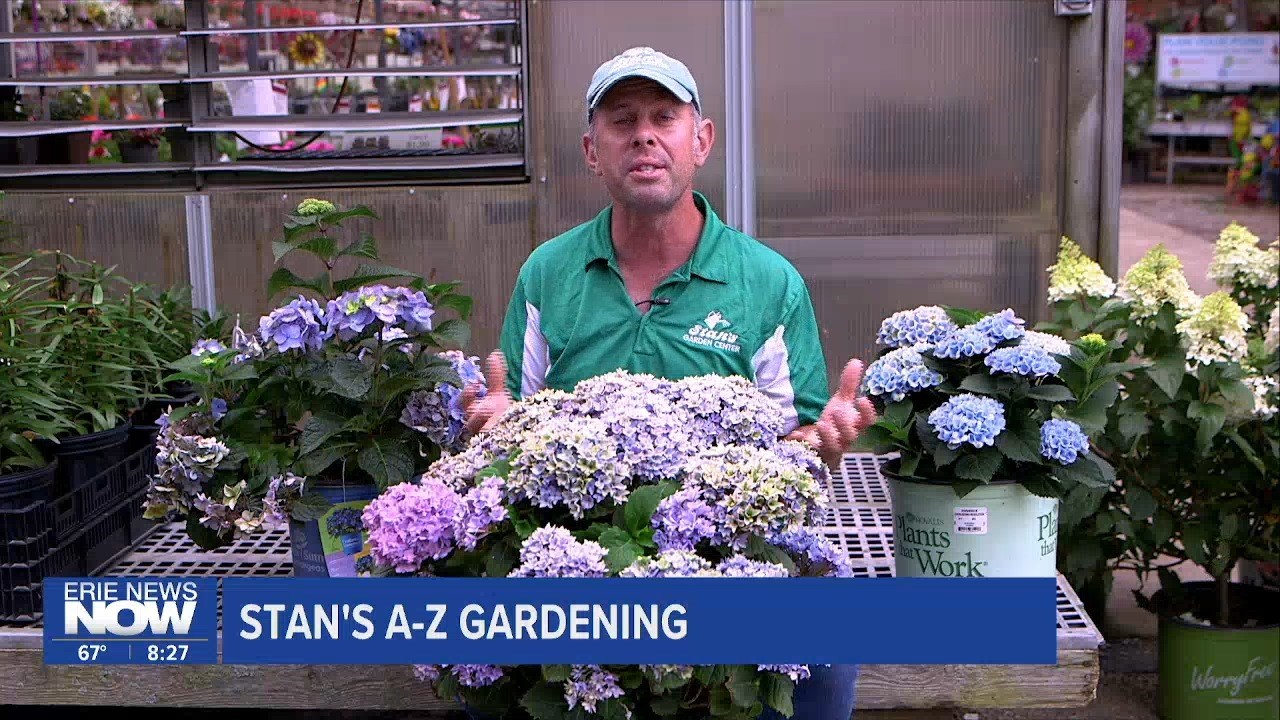 Stan's Gardening A-Z: Countdown to the Hydrangea Fest