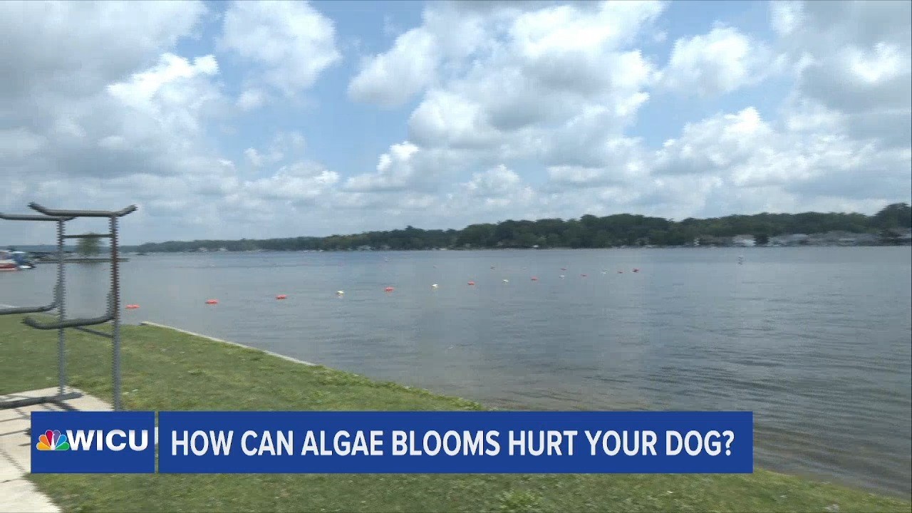 PA Department of Environmental Health Investigating Conneaut Lake for Algae Bloom After Dog Dies