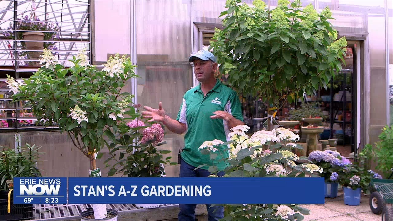 Stan's Gardening A-Z: All About Hydrangea's