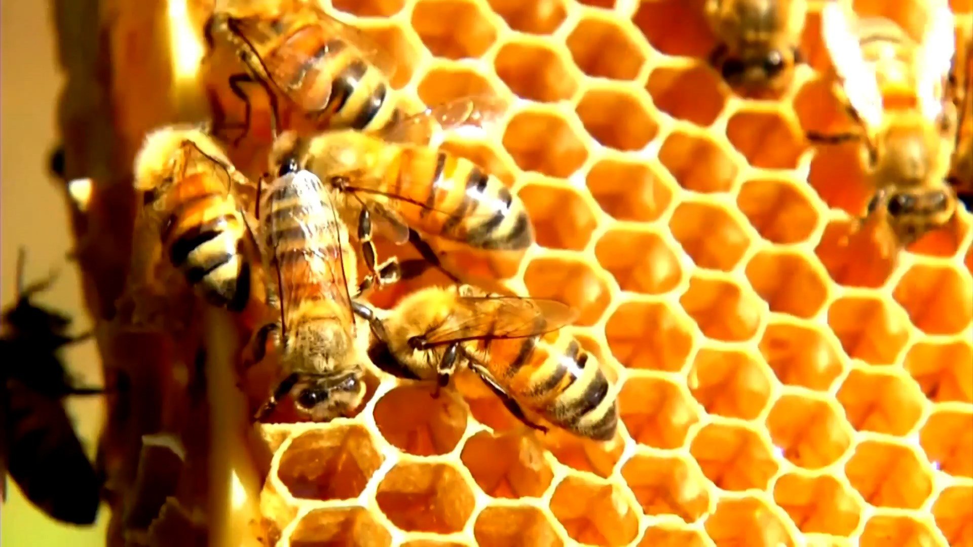New York lawmakers urge Gov. Hochul to sign legislation to protect honeybees