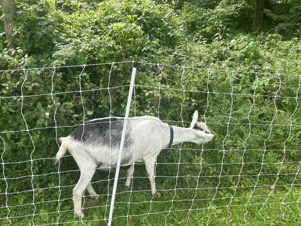 Goats Work to Clear Invasive Species