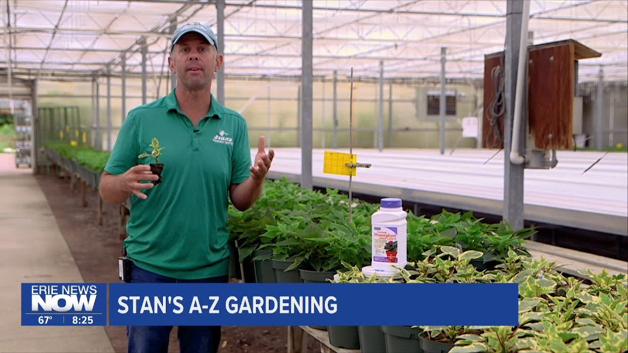 Stan's Garden: A-Z Preparing for Poinsettias