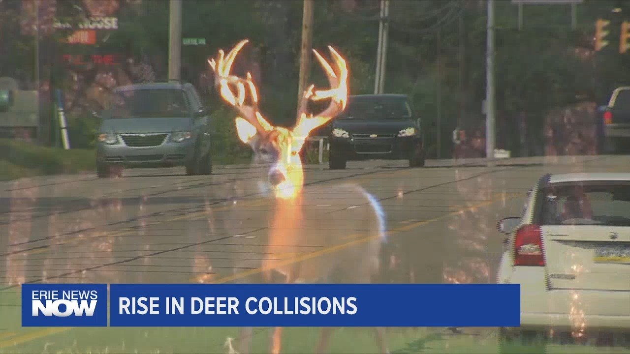 A Rise in Deer Collisions