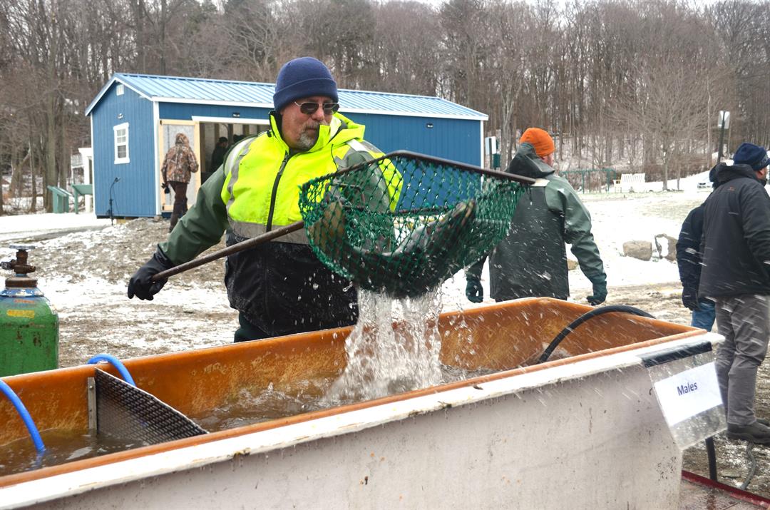 Pennsylvania Fish & Boat Commission Collects Steelhead for Spawning Operations