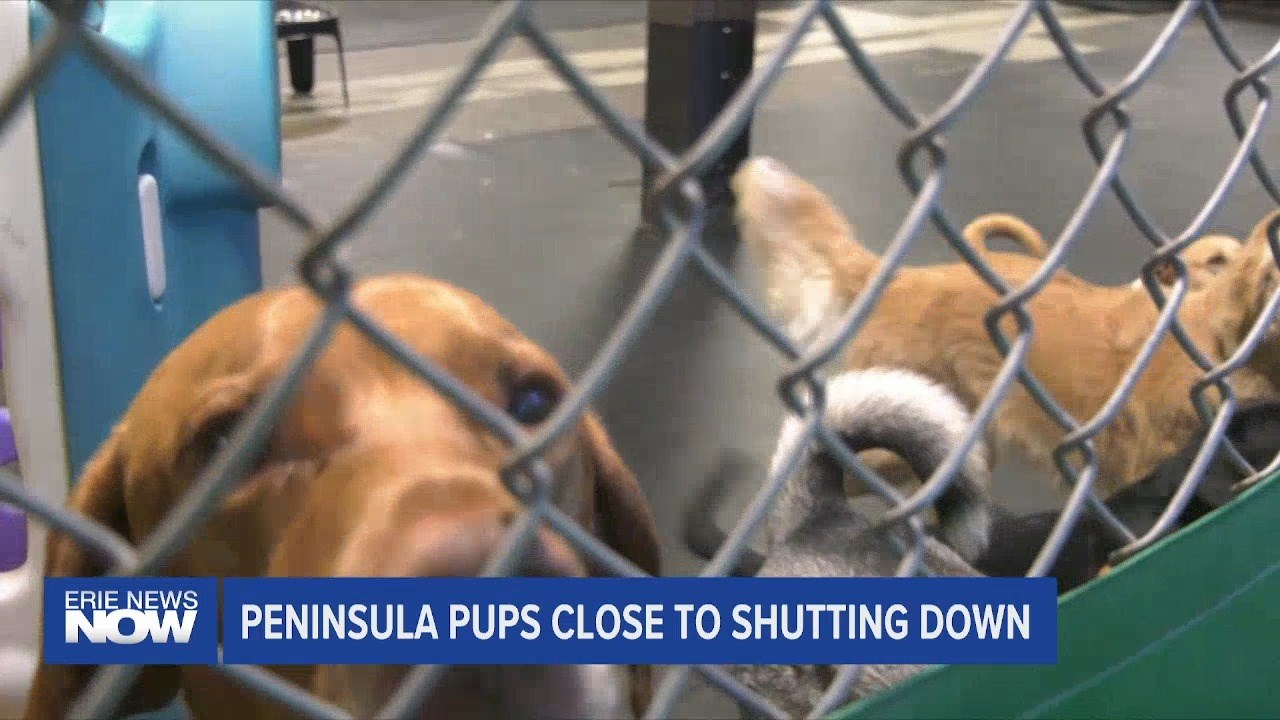 Peninsula Pups Doggie Daycare Center Close to Shutting Down