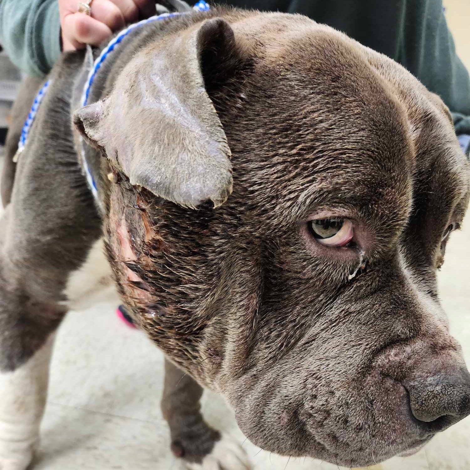 A.N.N.A. Shelter Rescues Discarded Dog Used in Illegal Fights