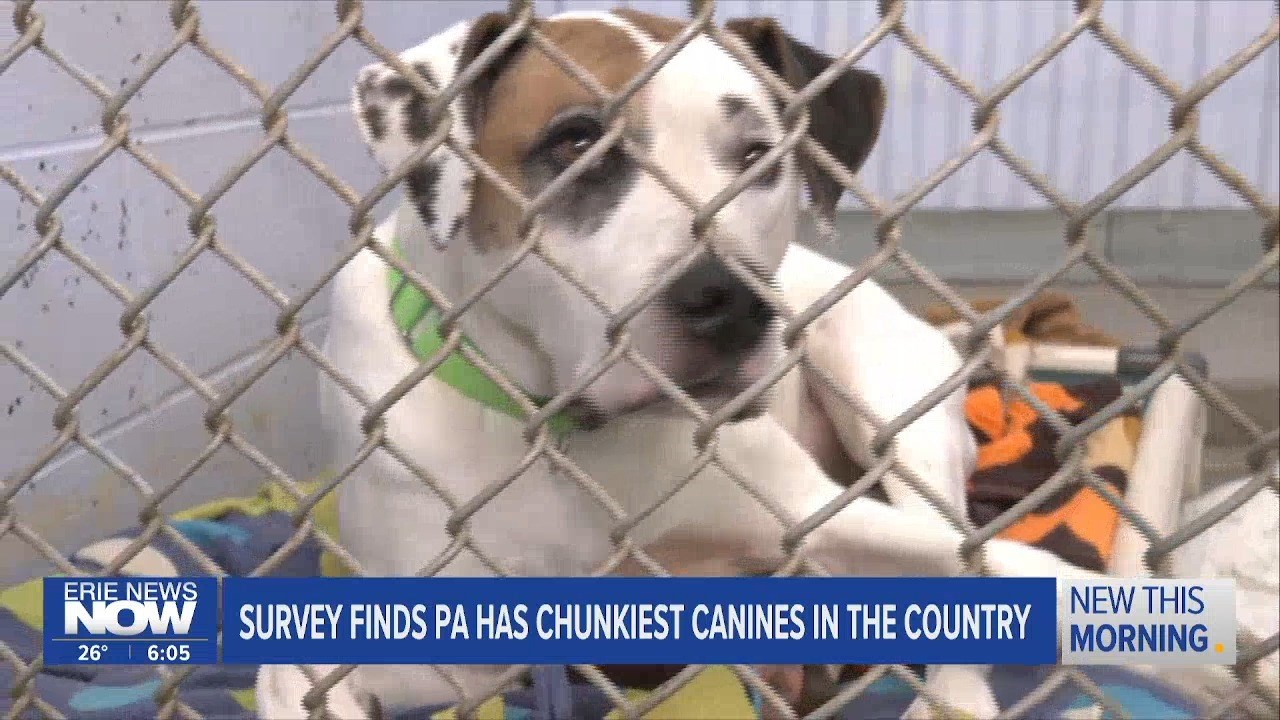 Chunky Canines: Survey Finds PA Pups to be the Fattest in the Country