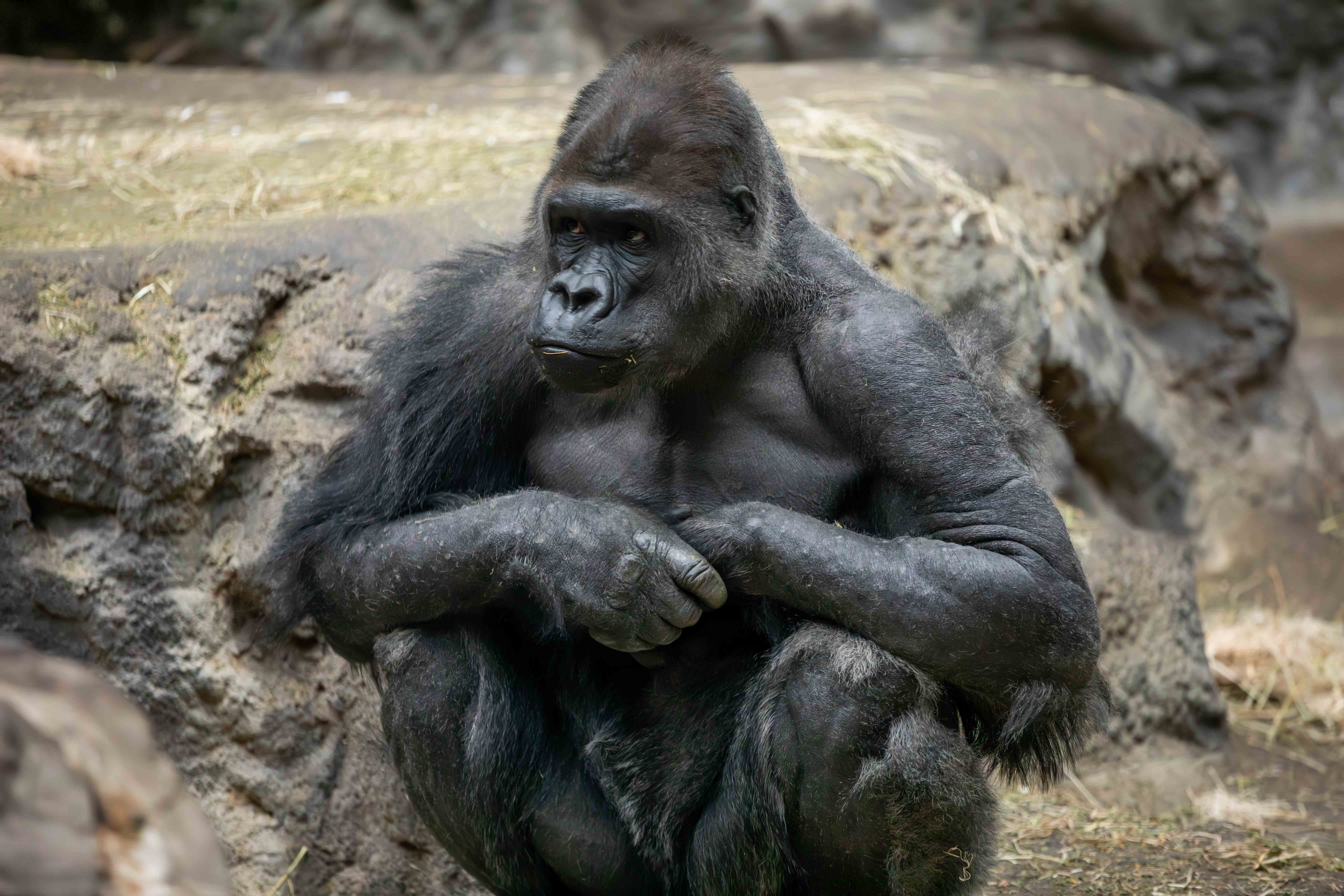 Buffalo Zoo Mourns Loss of Male Silverback Gorilla, Koga
