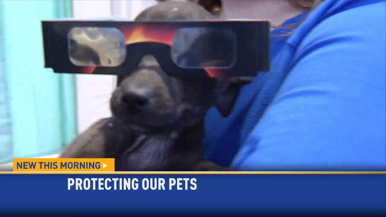 Keeping your Pets safe During the Solar Eclipse