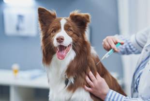 Chautauqua County Health Department to Host Free Animal Rabies Vaccination Clinic