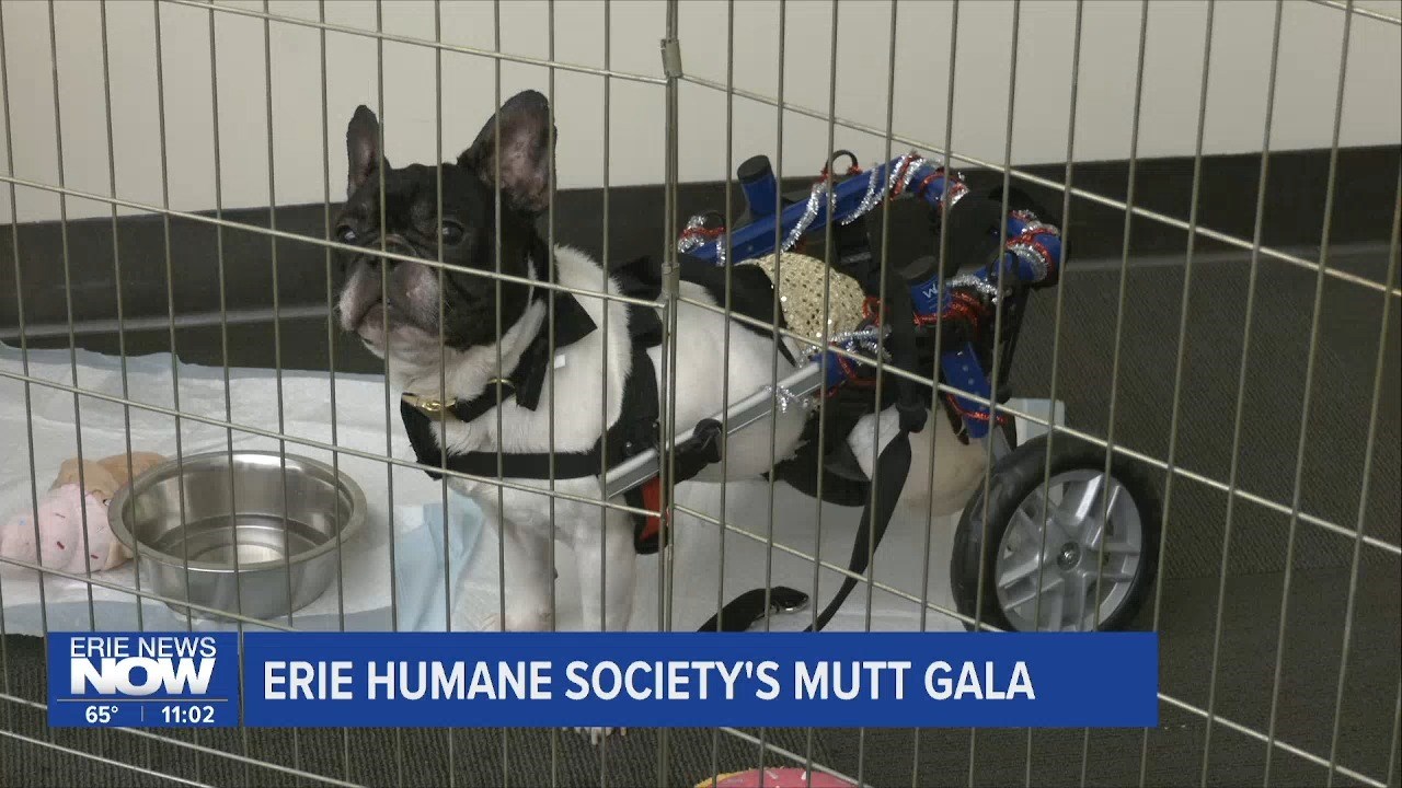 Erie Humane Society's Mutt Gala
