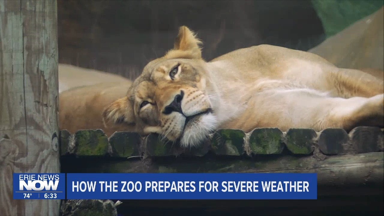 How Erie's Zoo Prepares For Storms