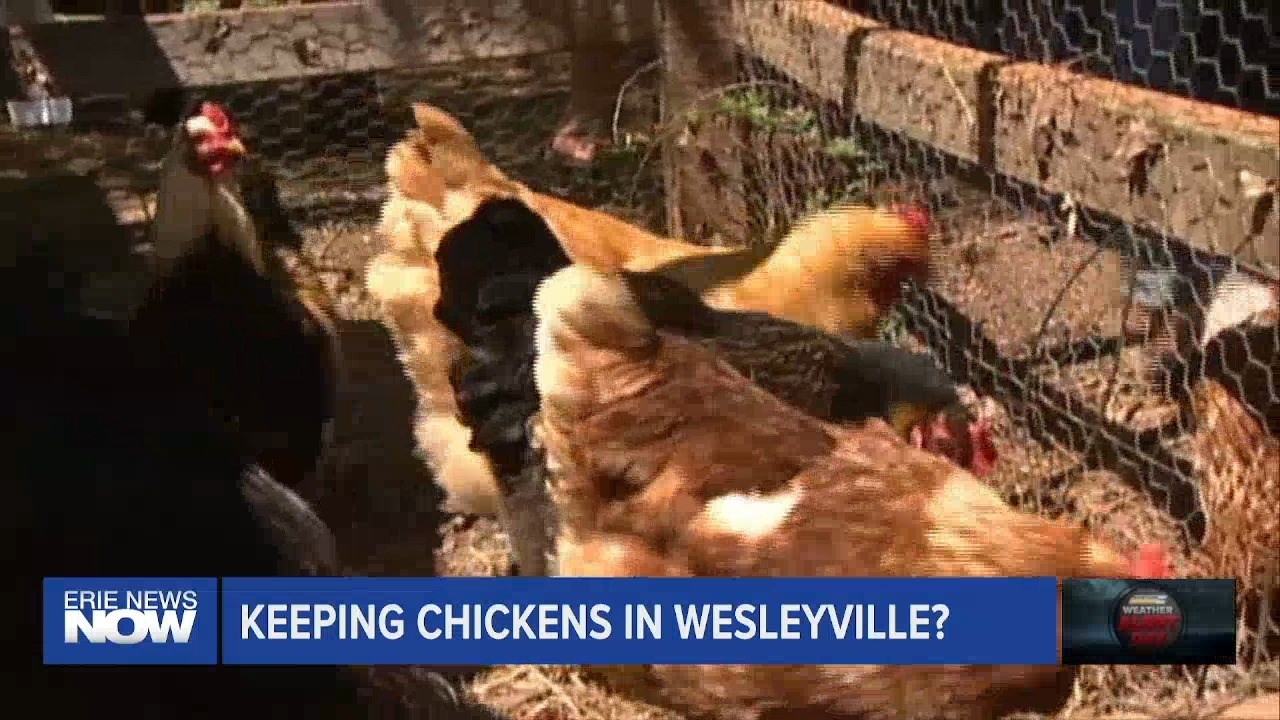 Keeping Chickens in Wesleyville?