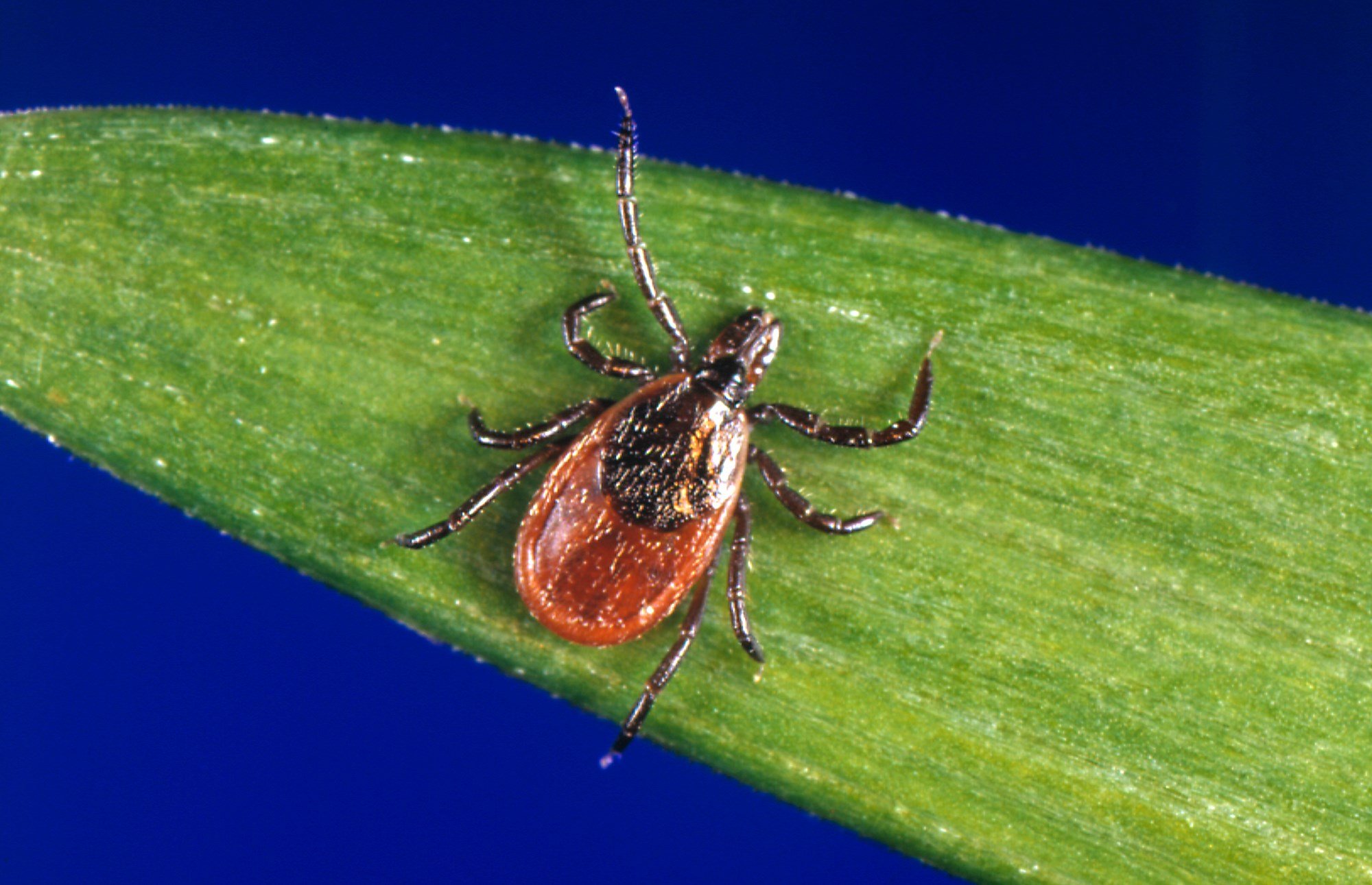 Gillibrand Pushes for Funding to Research, Address Tick-Borne Illnesses