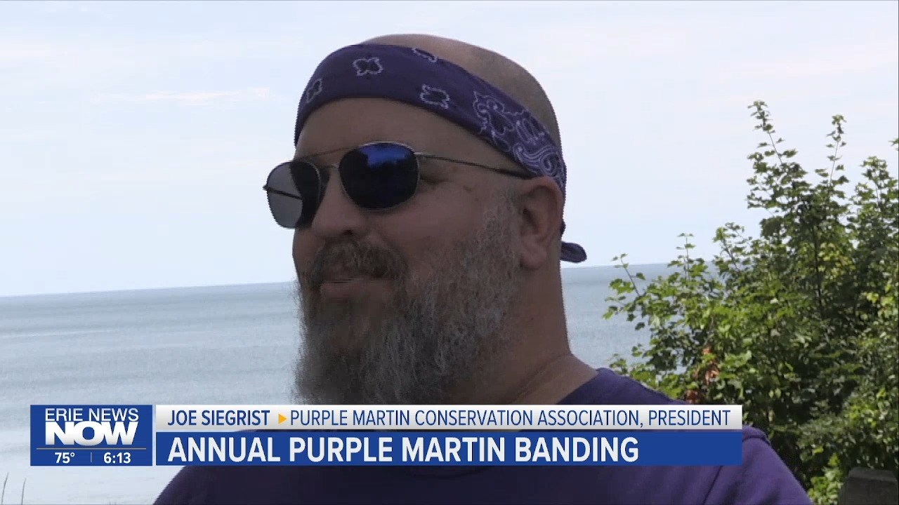 Purple Martin Banding at Brevillier Village