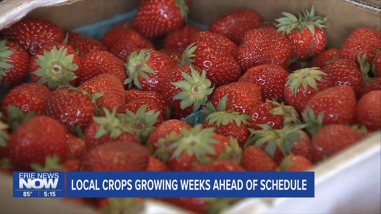 Local Crops Growing Weeks Ahead of Schedule
