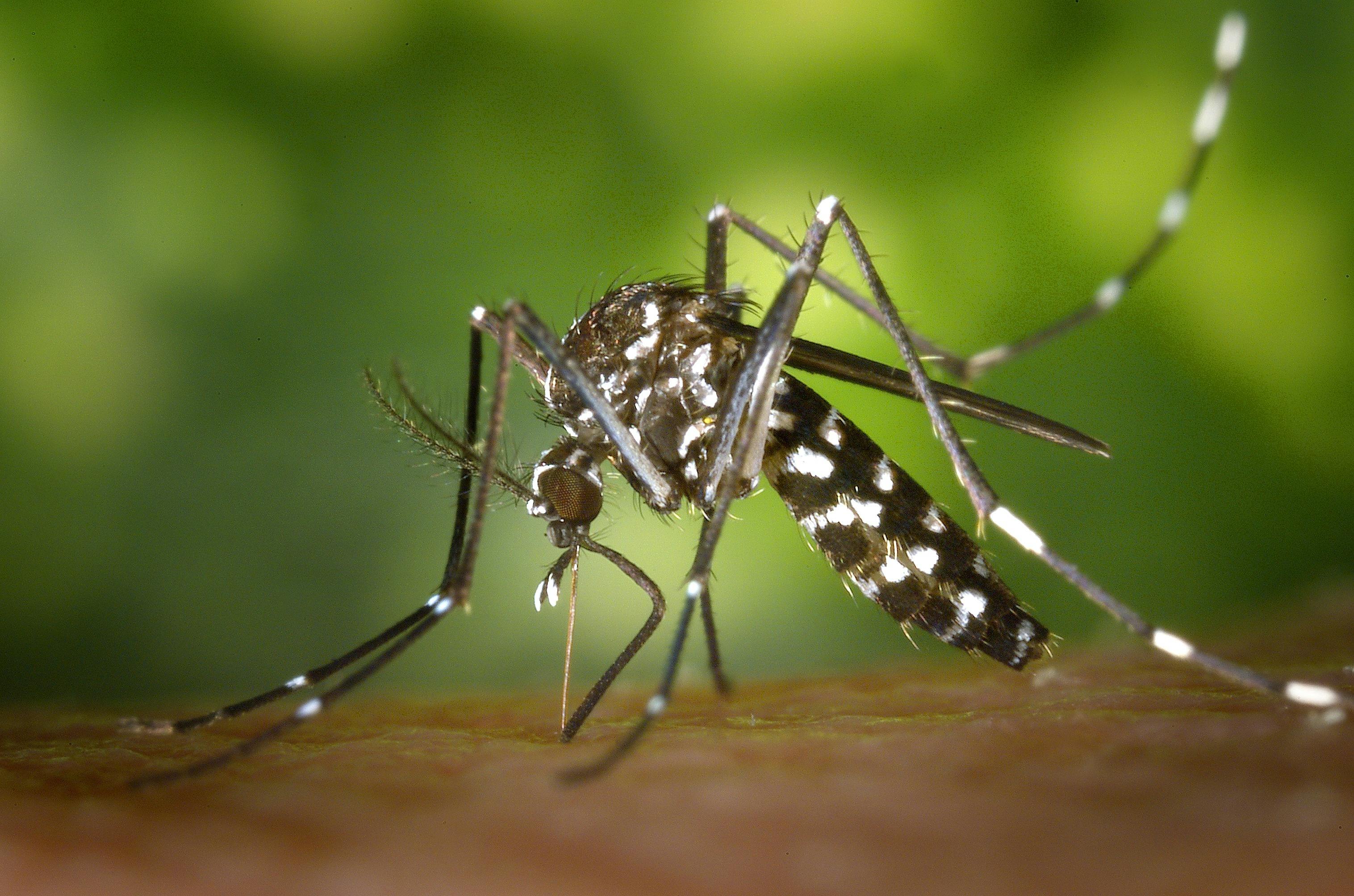 2nd & 3rd Mosquito Groups Test Positive for West Nile Virus in Erie County