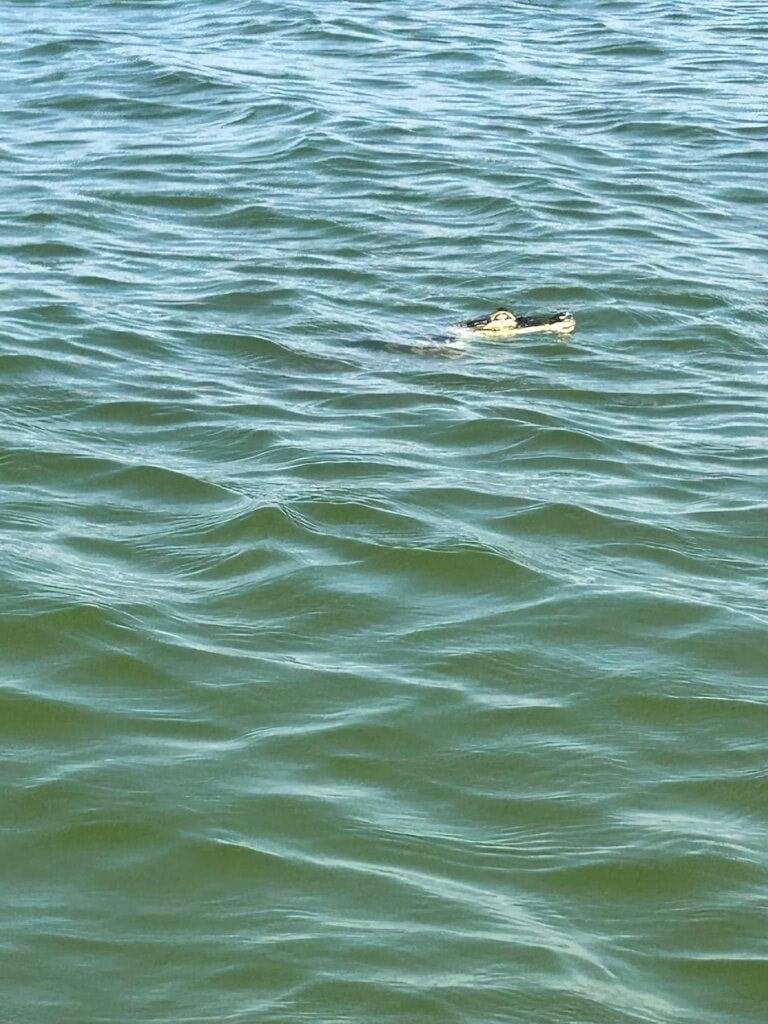 Alligator Reportedly Spotted at East Avenue Boat Launch in Erie