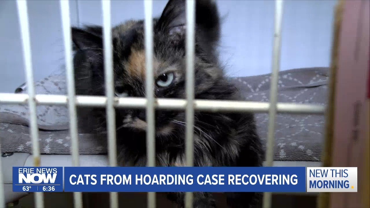 Cats Rescued From Hoarding Case Recovering