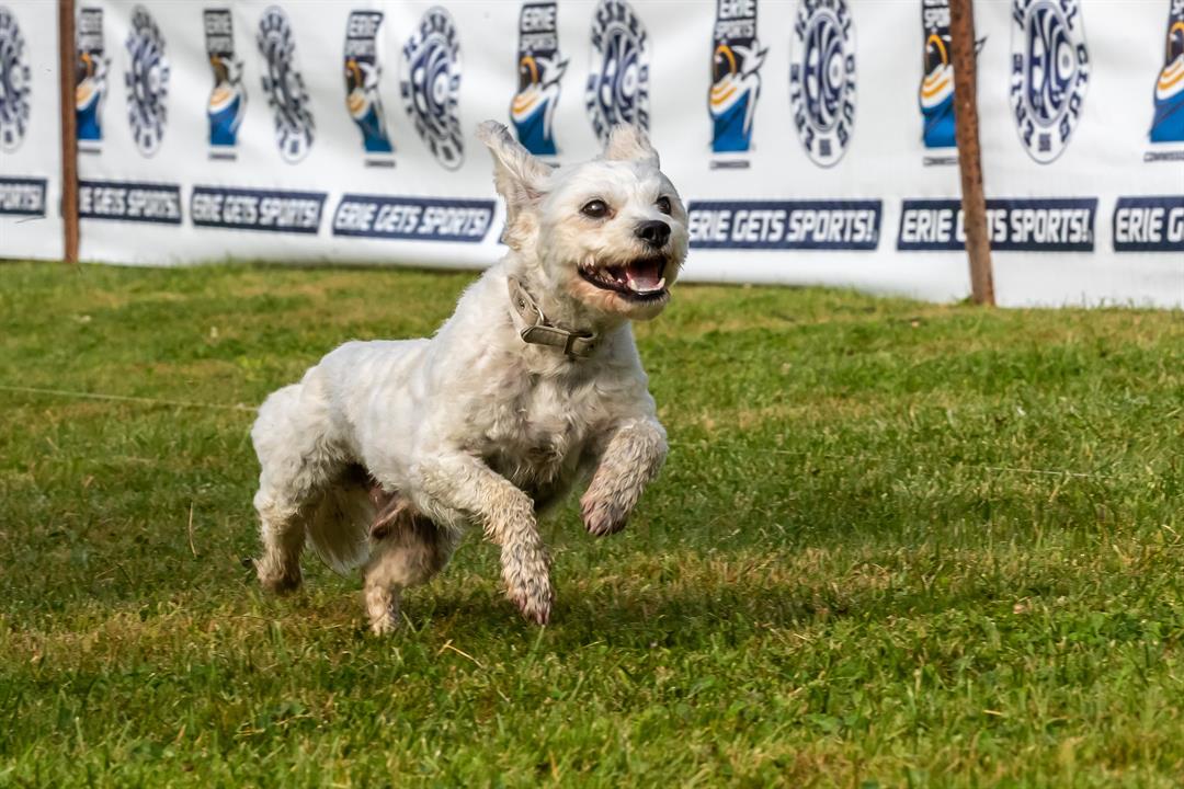 Erie Kennel Club to Host AKC Fast CAT Competition at Harborcreek Community Park