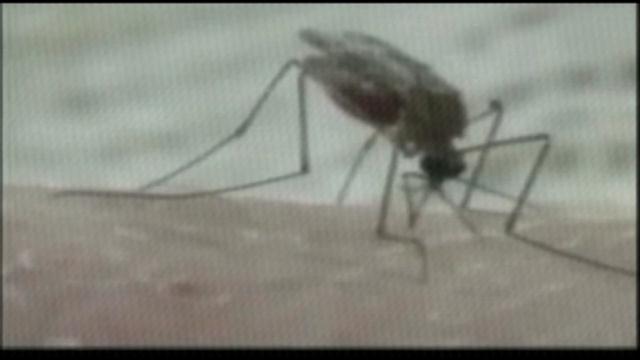 Mosquitoes Collected in City of Erie, Harborcreek Township Test Positive for West Nile Virus