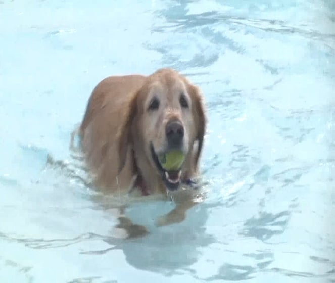 Dog Water Safety - Erie News Now | WICU and WSEE in Erie, PA