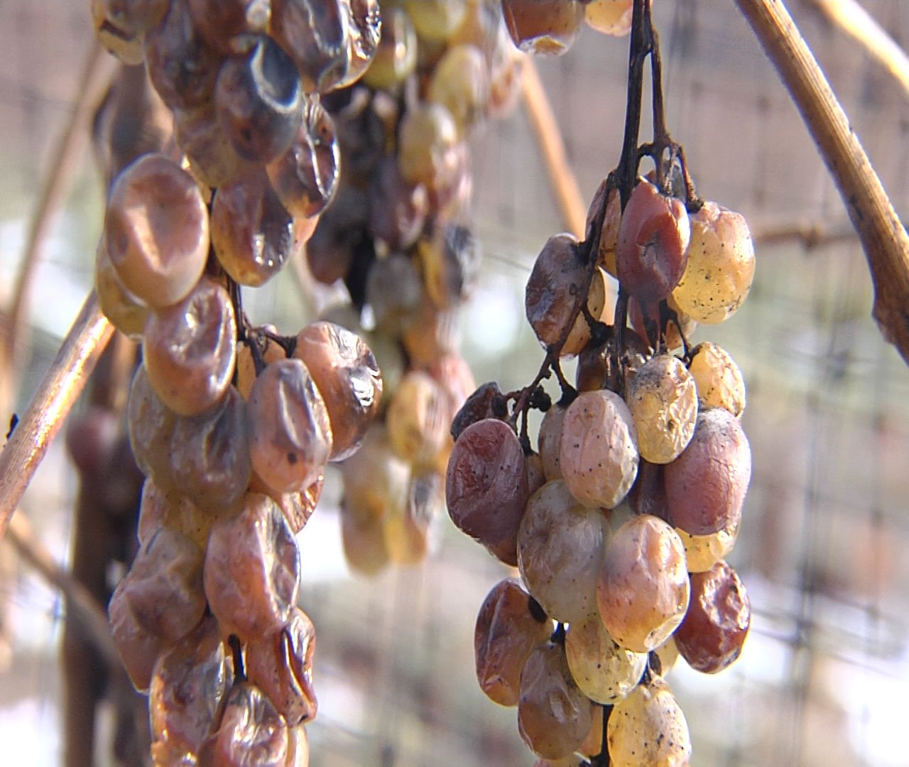 Harvesting Grapes for "Faux" Ice Wine Erie News Now WICU and WSEE