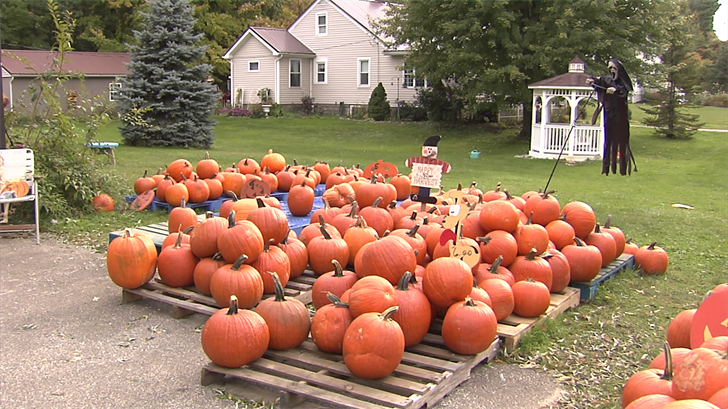 Pumpkin Market Ran by Local Couple Donates Proceeds to Families in Need ...