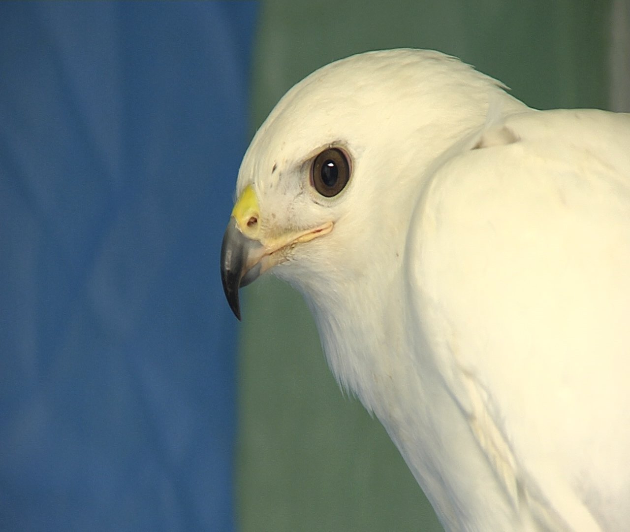 rare-white-hawk-recovering-at-local-wildlife-center-erie-news-now