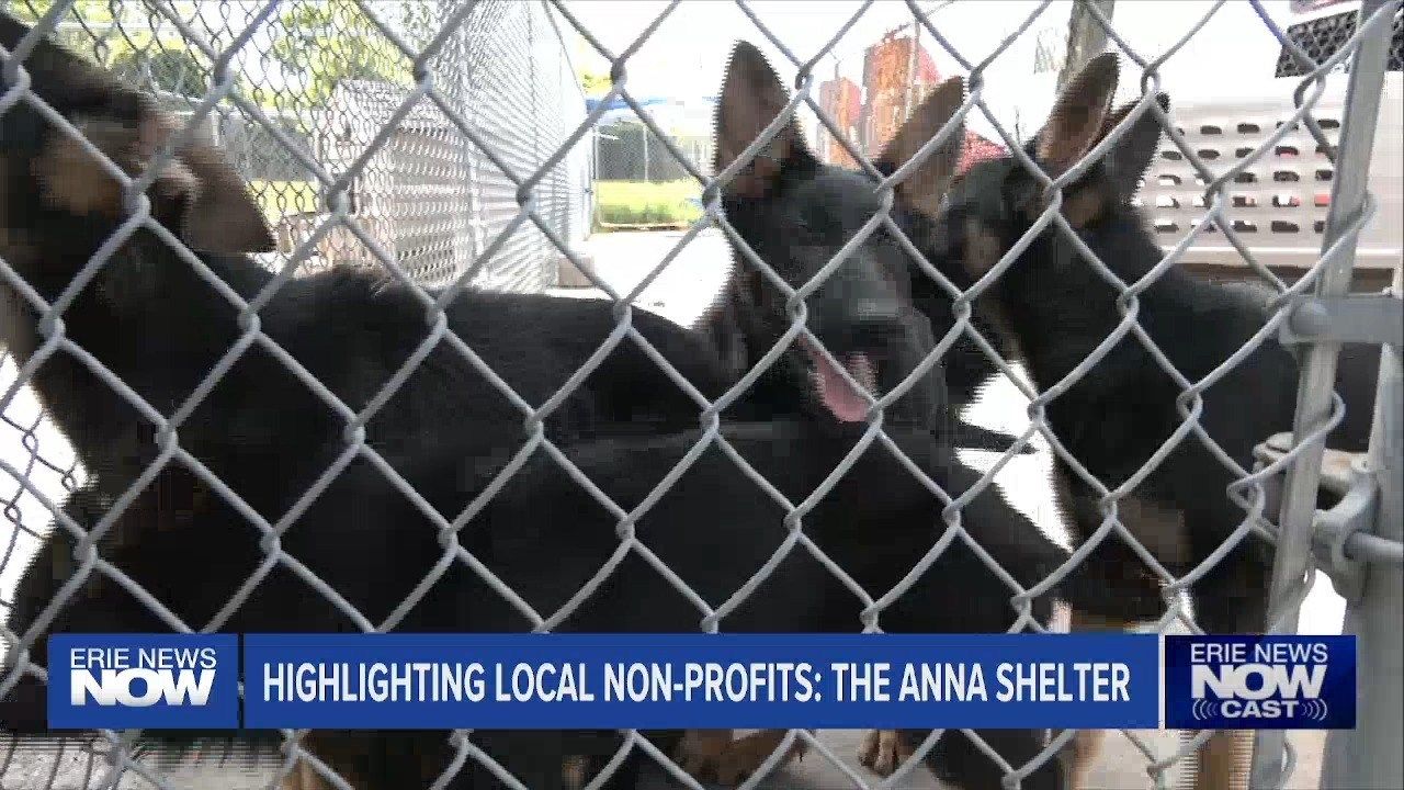 Kicking off Non Profit Week with the ANNA Shelter Erie News Now