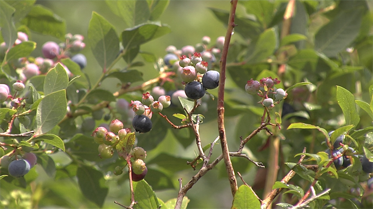 Why this Blueberry Season is Big - Erie News Now | WICU and WSEE in ...