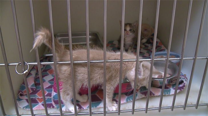 28 Cats Rescued from Abandoned Home in Harborcreek - Erie News Now ...