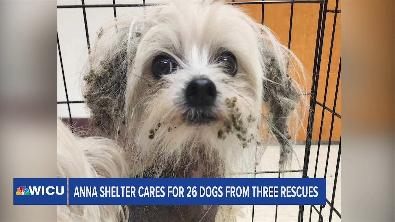 The Animal Foundation shares update on puppy rescued from hot car