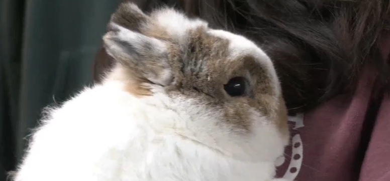 Dwarf online bunny petsmart