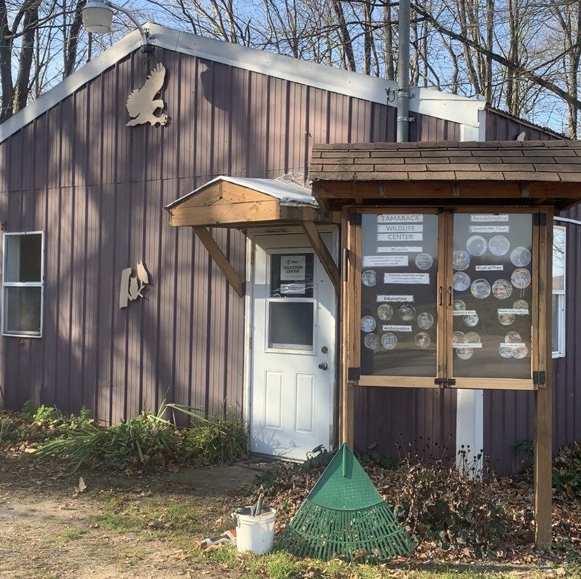 Deceased Bald Eagles Discovered in Warren County - Erie News Now | WICU