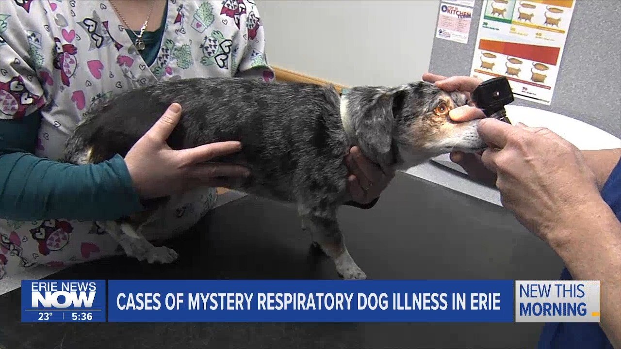 Mystery Respiratory Dog Illness Local Veterinarians React Erie News