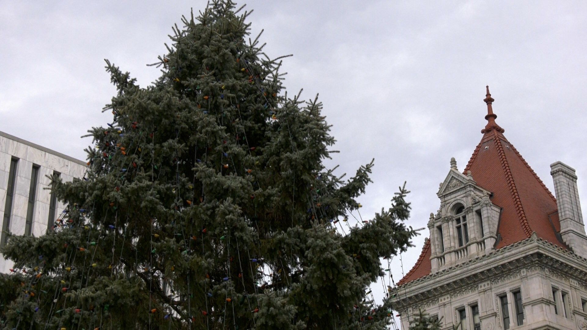 Story behind this year's New York State Capitol Christmas tree Erie