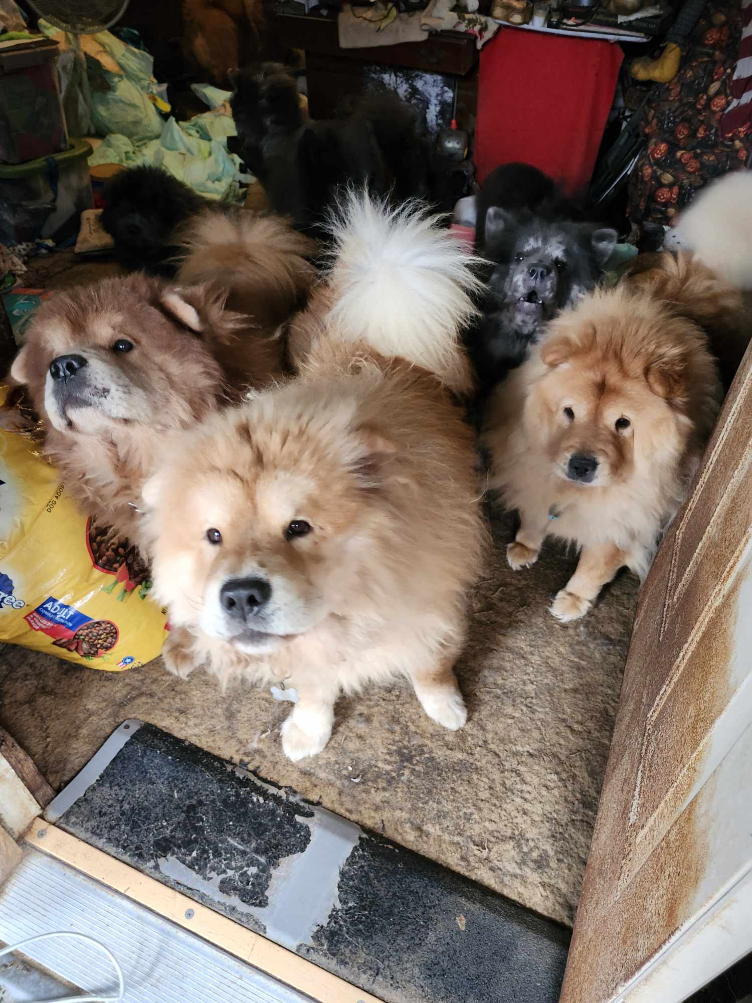 A N N A Shelter Sees First Large Rescue Of 2024 Rescues 25 Chows   25671974 G 