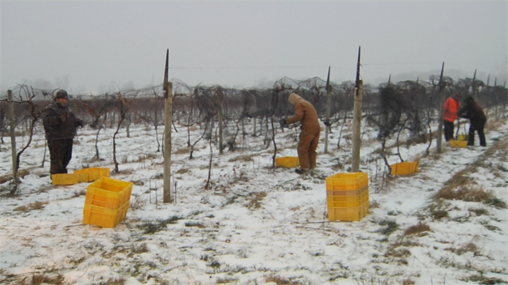 Frigid Temperatures Perfect for Grape Picking for Ice Wine Erie News